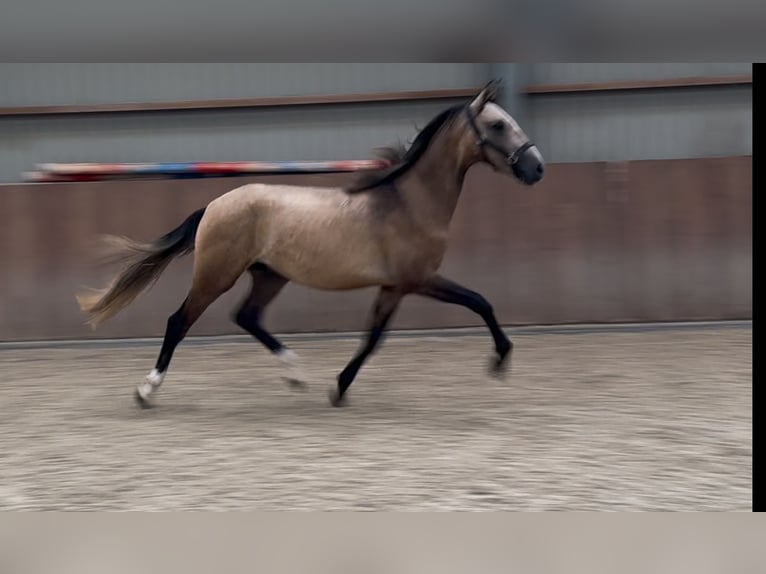 Andalusier Mix Hengst 2 Jahre 152 cm Buckskin in Zieuwent
