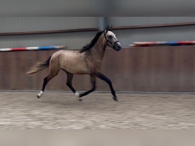 Andalusier Mix Hengst 2 Jahre 152 cm Buckskin in Zieuwent