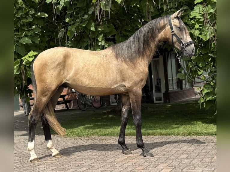 Andalusier Mix Hengst 2 Jahre 152 cm Buckskin in Zieuwent
