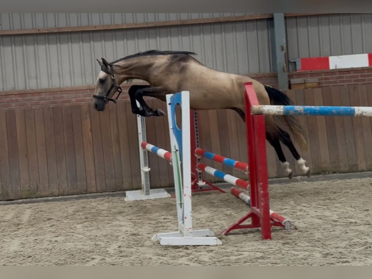 Andalusier Mix Hengst 2 Jahre 152 cm Buckskin in Zieuwent