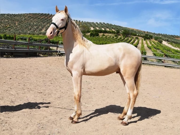 Andalusier Hengst 2 Jahre 152 cm Perlino in Provinz Cordoba