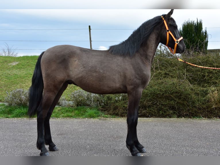 Andalusier Hengst 2 Jahre 152 cm Rappe in ottonville