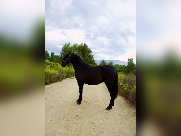 Andalusier Hengst 2 Jahre 152 cm Rappe in Corona, CA Andalusier Hengst 2 Jahre 152 cm Rappe in Corona, CA
