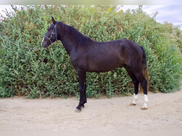 Andalusier Hengst 2 Jahre 152 cm Schimmel in Corona Andalusier Hengst 2 Jahre 152 cm Schimmel in Corona