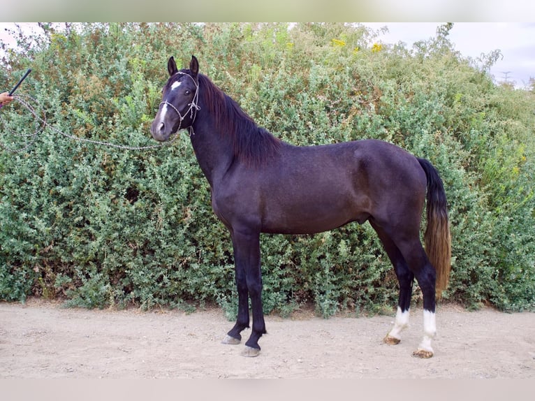 Andalusier Hengst 2 Jahre 152 cm Schimmel in Corona Andalusier Hengst 2 Jahre 152 cm Schimmel in Corona