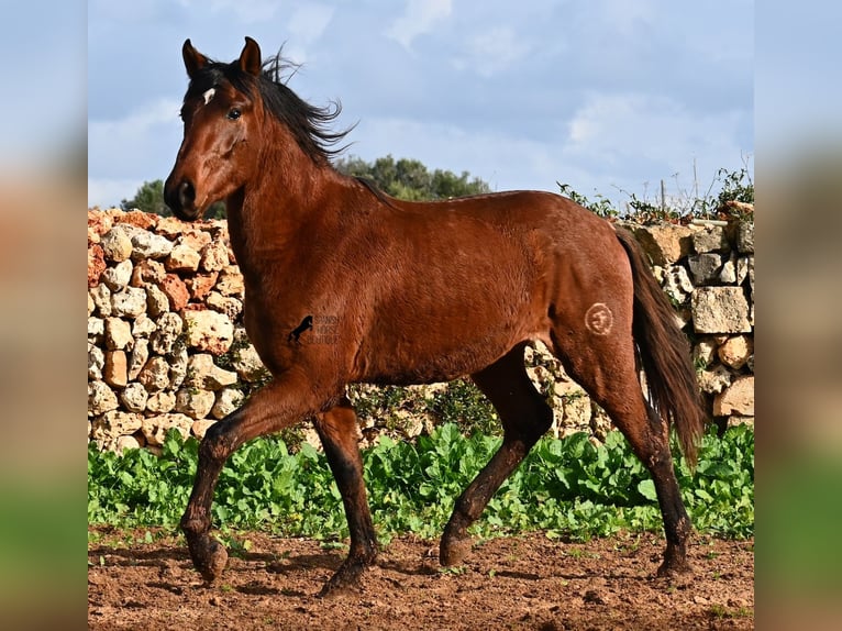Andalusier Hengst 2 Jahre 154 cm Brauner in Menorca