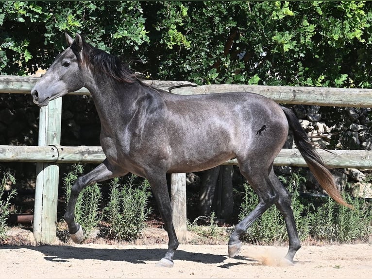 Andalusier Hengst 2 Jahre 155 cm Schimmel in Menorca