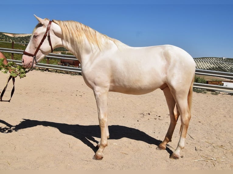 Andalusier Hengst 2 Jahre 156 cm Perlino in Provinz Cordoba