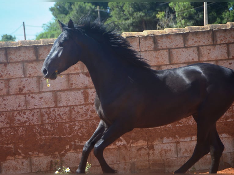 Andalusier Hengst 2 Jahre 159 cm Rappe in Chiclana