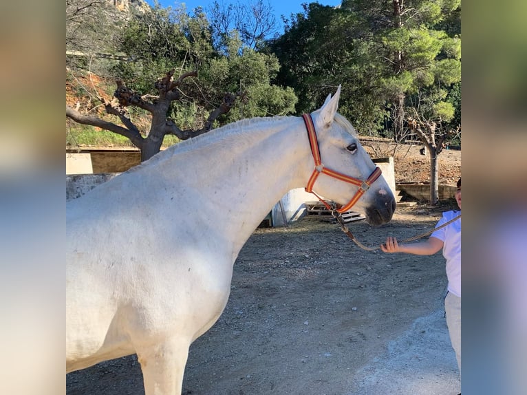 Andalusier Hengst 2 Jahre 159 cm White in Alicante