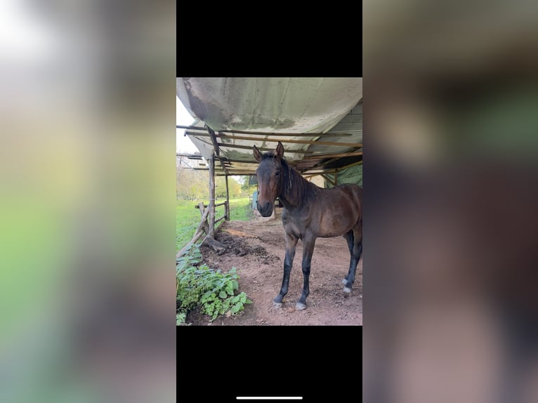 Andalusier Hengst 2 Jahre 160 cm Brauner in Gentingen