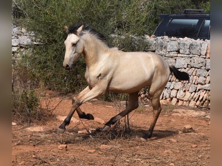 Andalusier Hengst 2 Jahre 160 cm Falbe in Mallorca