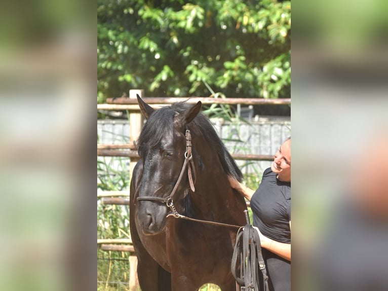 Andalusier Hengst 2 Jahre 160 cm Rappe in Naarden