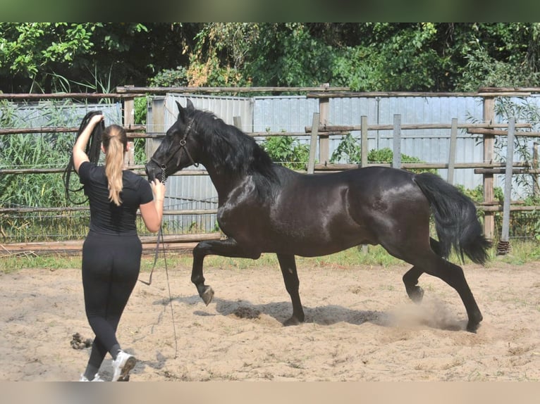 Andalusier Hengst 2 Jahre 160 cm Rappe in Naarden