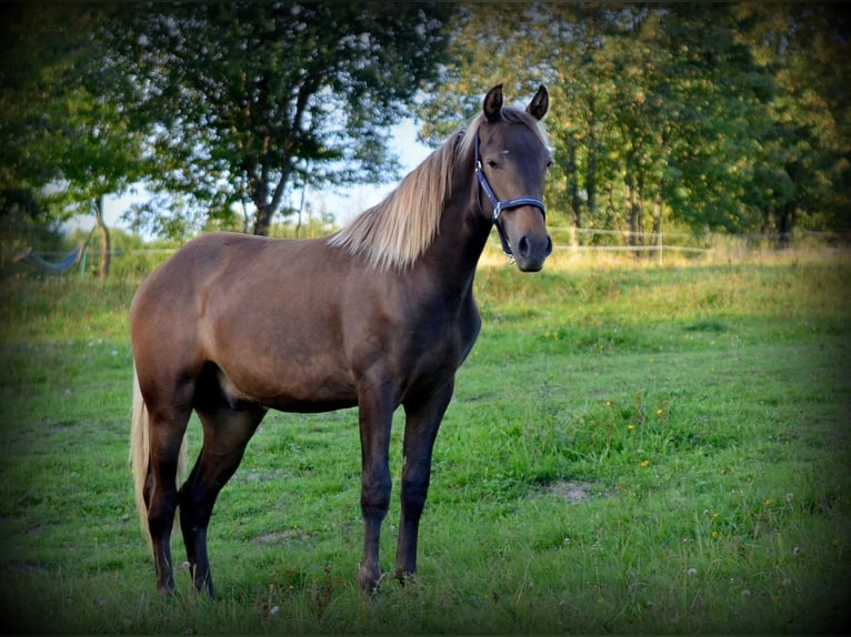 Andalusier Mix Hengst 2 Jahre 160 cm Rotbrauner in Nowica
