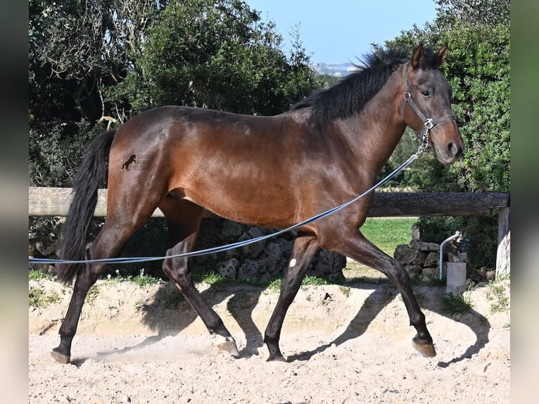 Andalusier Hengst 2 Jahre 162 cm Brauner in Menorca