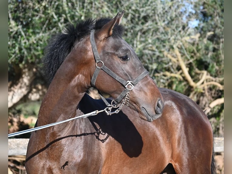 Andalusier Hengst 2 Jahre 162 cm Brauner in Menorca