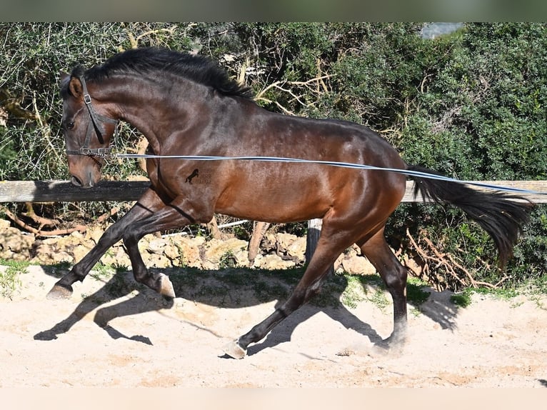 Andalusier Hengst 2 Jahre 162 cm Brauner in Menorca