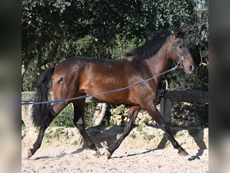 Andalusier Hengst 2 Jahre 162 cm Brauner in Menorca