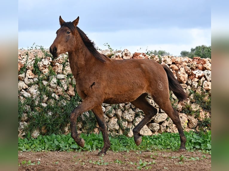 Andalusier Hengst 2 Jahre 162 cm Brauner in Menorca