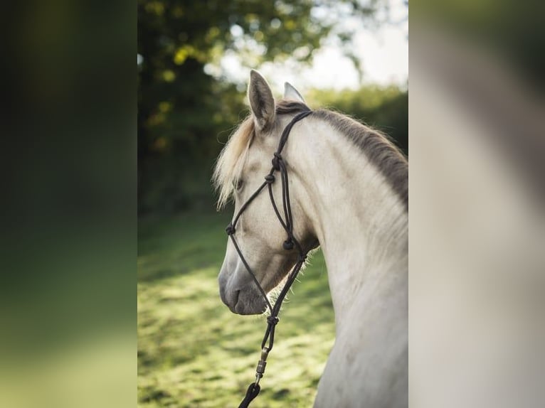 Andalusier Mix Hengst 2 Jahre 162 cm Pearl in Madrid