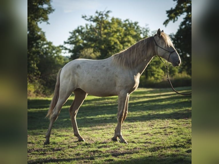 Andalusier Mix Hengst 2 Jahre 162 cm Pearl in Madrid