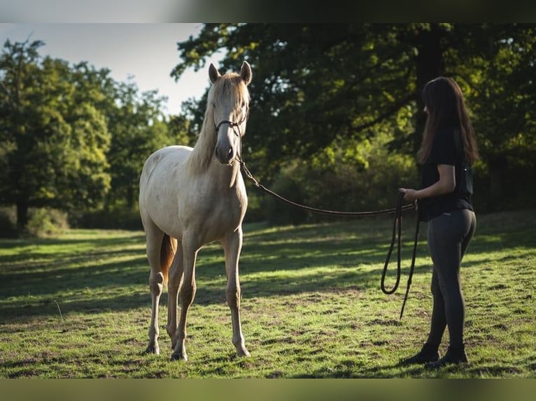 Andalusier Mix Hengst 2 Jahre 162 cm Pearl in Madrid