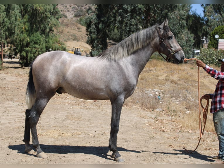 Andalusier Hengst 2 Jahre 163 cm Schimmel in Canyon Country
