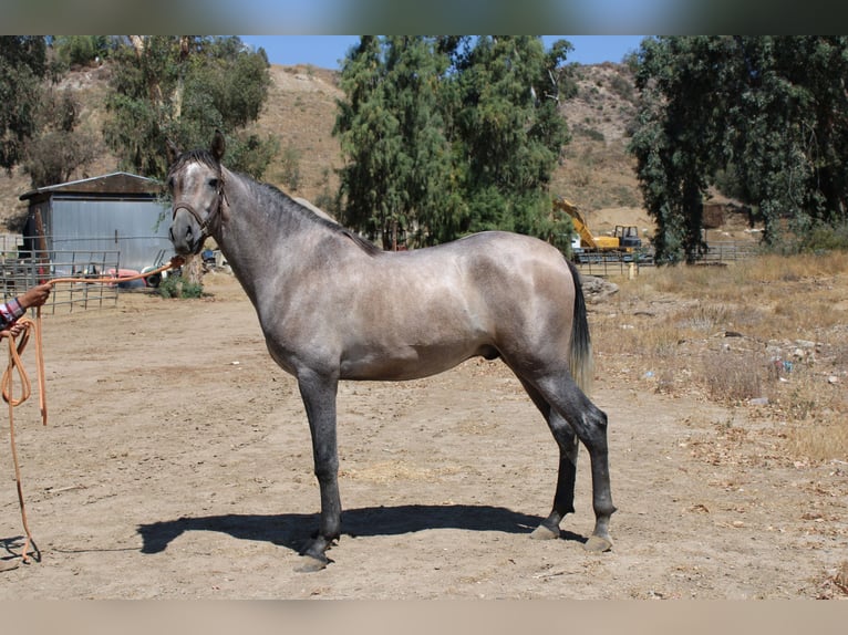 Andalusier Hengst 2 Jahre 163 cm Schimmel in Canyon Country