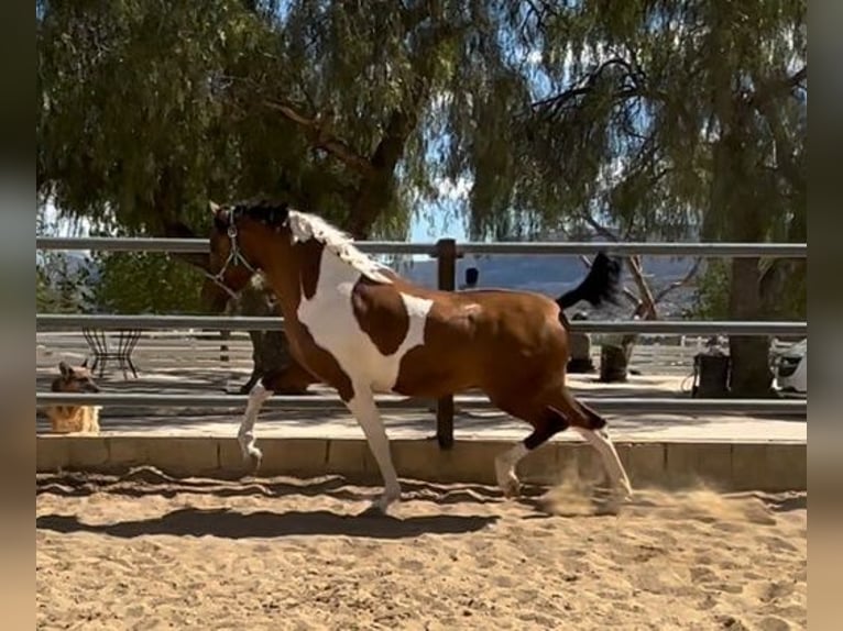 Andalusier Hengst 2 Jahre 163 cm Tobiano-alle-Farben in Alicante/Alacant