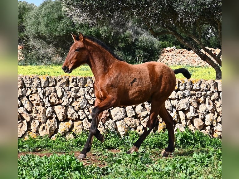 Andalusier Hengst 2 Jahre 165 cm Brauner in Menorca