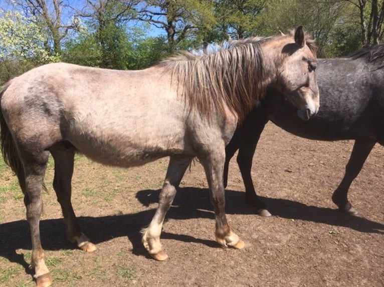 Andalusier Hengst 2 Jahre 165 cm Rotschimmel in Großvollstedt