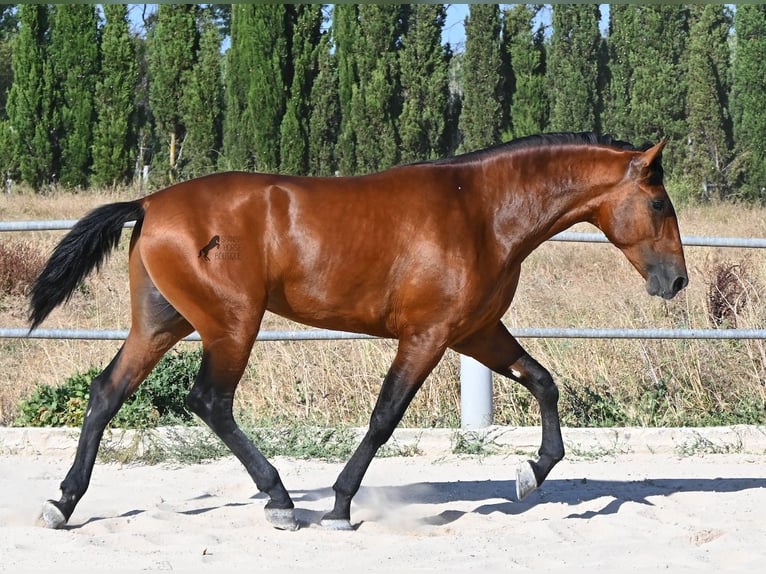 Andalusier Hengst 2 Jahre 169 cm Brauner in Mallorca