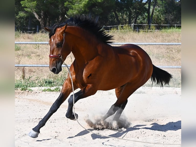 Andalusier Hengst 2 Jahre 169 cm Brauner in Mallorca