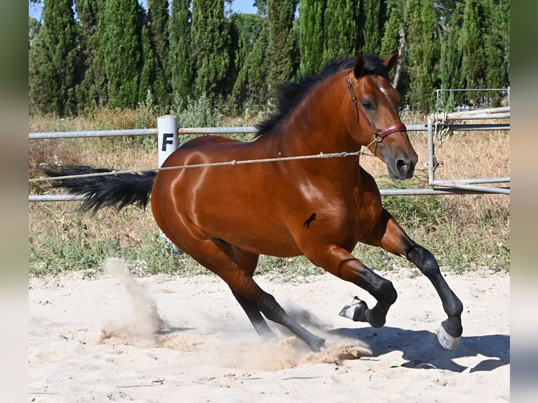 Andalusier Hengst 2 Jahre 169 cm Brauner in Mallorca