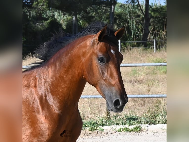 Andalusier Hengst 2 Jahre 169 cm Brauner in Mallorca