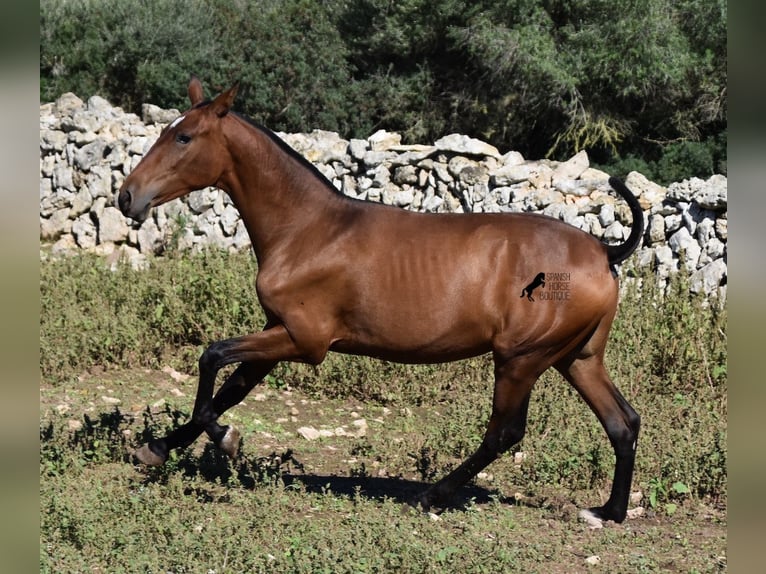 Andalusier Hengst 2 Jahre 170 cm Brauner in Menorca