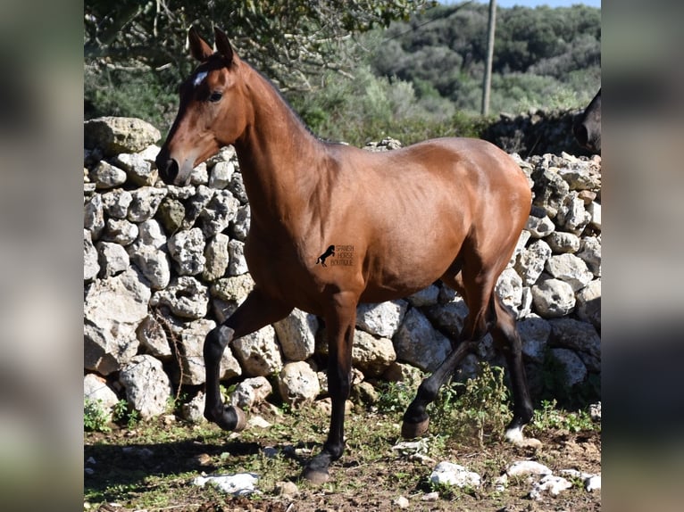 Andalusier Hengst 2 Jahre 170 cm Brauner in Menorca