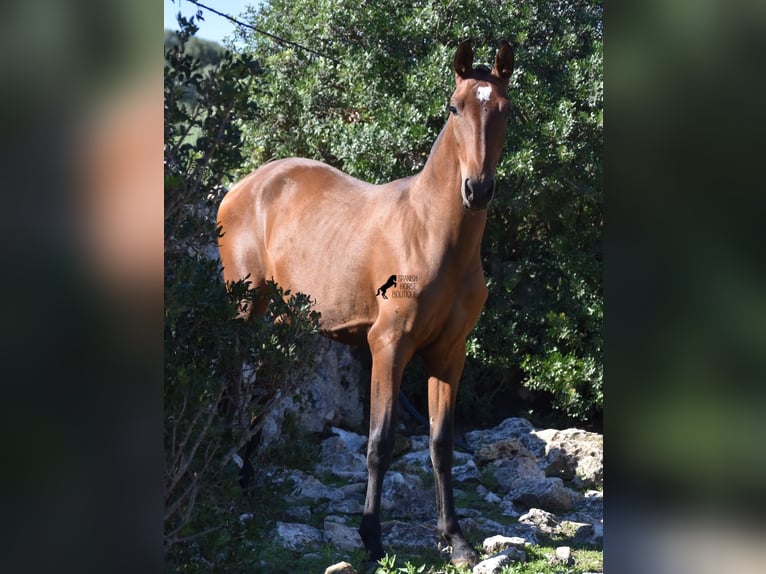 Andalusier Hengst 2 Jahre 170 cm Brauner in Menorca