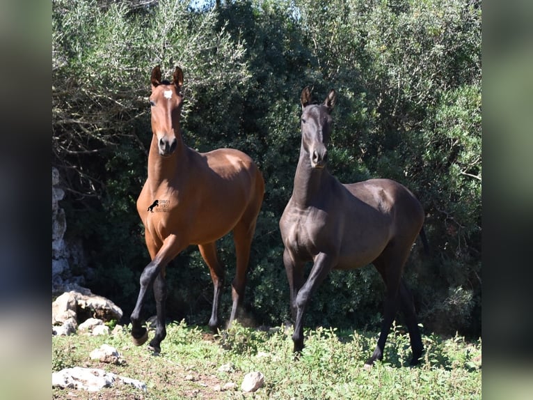 Andalusier Hengst 2 Jahre 170 cm Brauner in Menorca