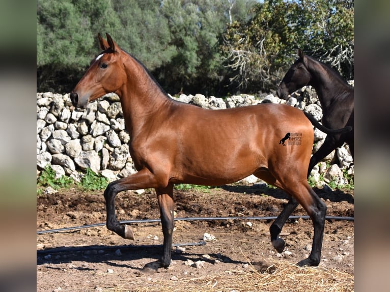 Andalusier Hengst 2 Jahre 170 cm Brauner in Menorca