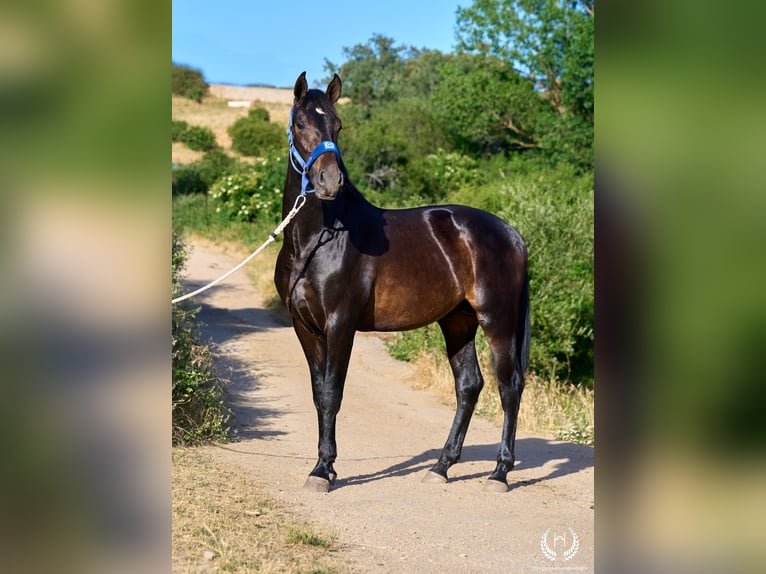 Andalusier Hengst 2 Jahre 170 cm Dunkelbrauner in Navalperal De Pinares