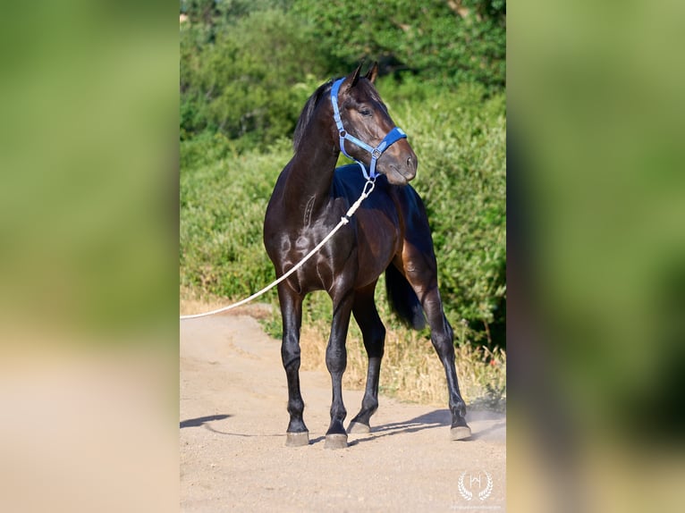 Andalusier Hengst 2 Jahre 170 cm Dunkelbrauner in Navalperal De Pinares