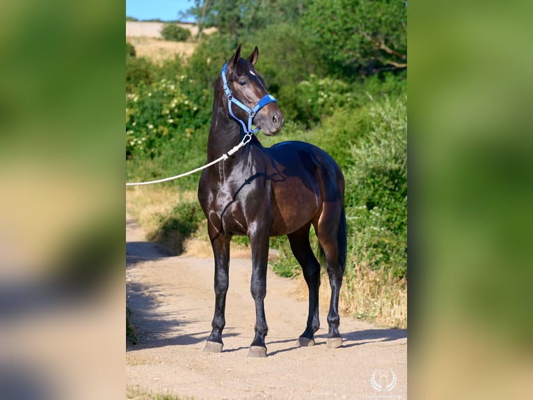 Andalusier Hengst 2 Jahre 170 cm Dunkelbrauner in Navalperal De Pinares