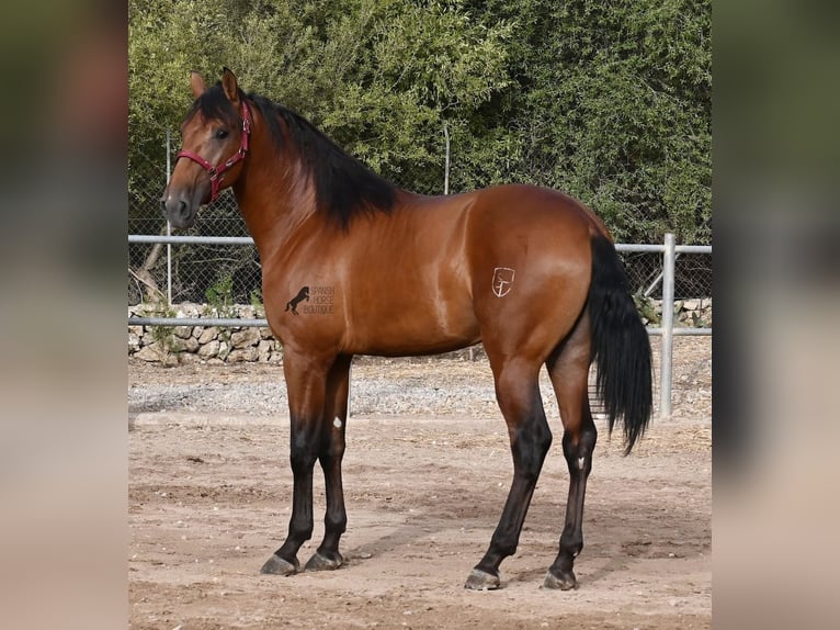 Andalusier Hengst 2 Jahre 175 cm Brauner in Mallorca