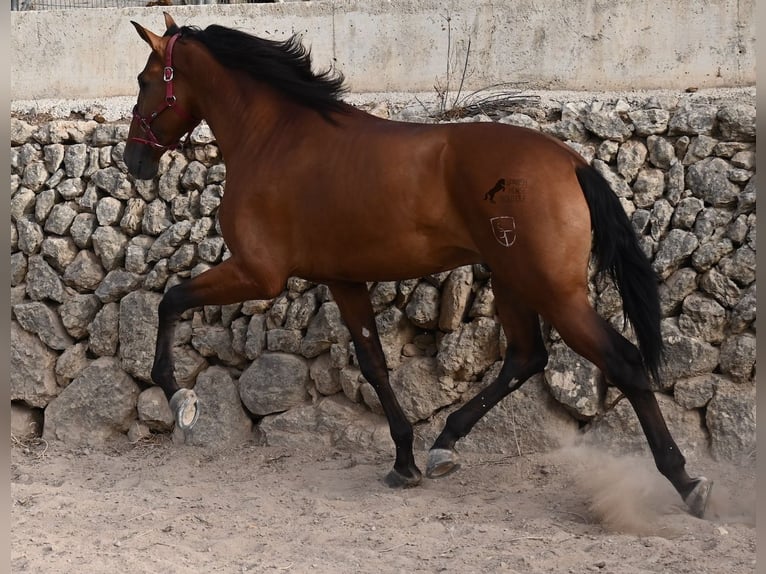 Andalusier Hengst 2 Jahre 175 cm Brauner in Mallorca