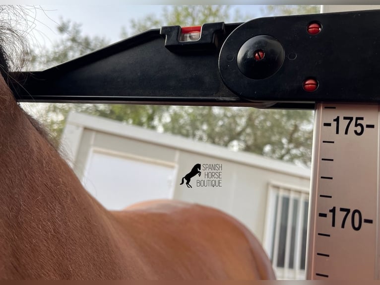 Andalusier Hengst 2 Jahre 175 cm Brauner in Mallorca