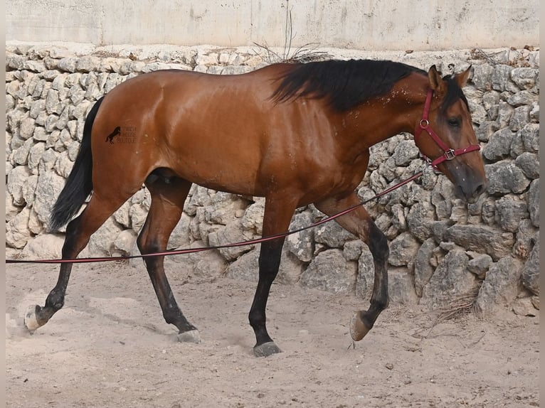 Andalusier Hengst 2 Jahre 175 cm Brauner in Mallorca