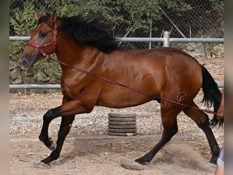 Andalusier Hengst 2 Jahre 175 cm Brauner in Mallorca