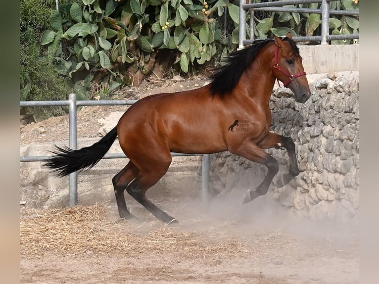 Andalusier Hengst 2 Jahre 175 cm Brauner in Mallorca